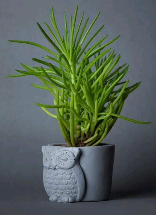 Owl Planter