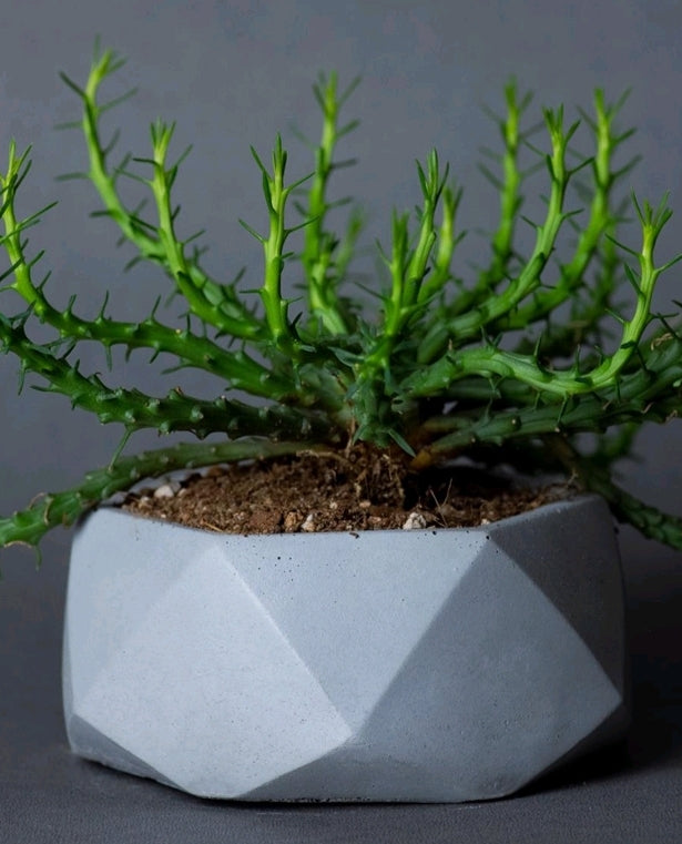 Hexagon - 2