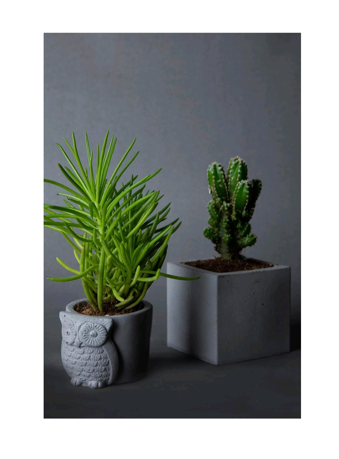 Owl Planter