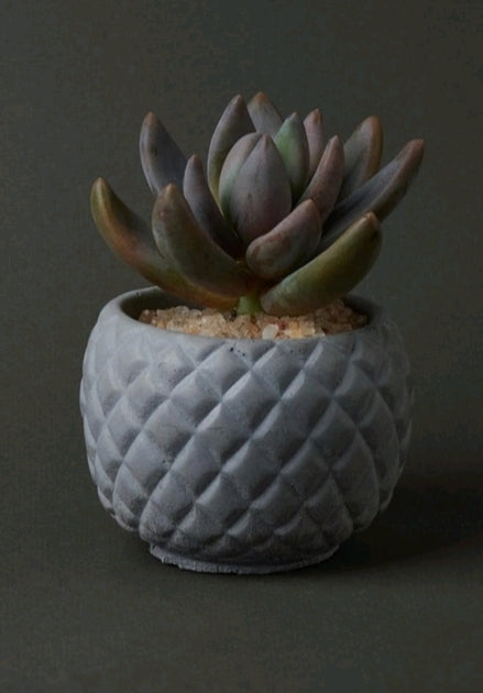 Sonic Planter