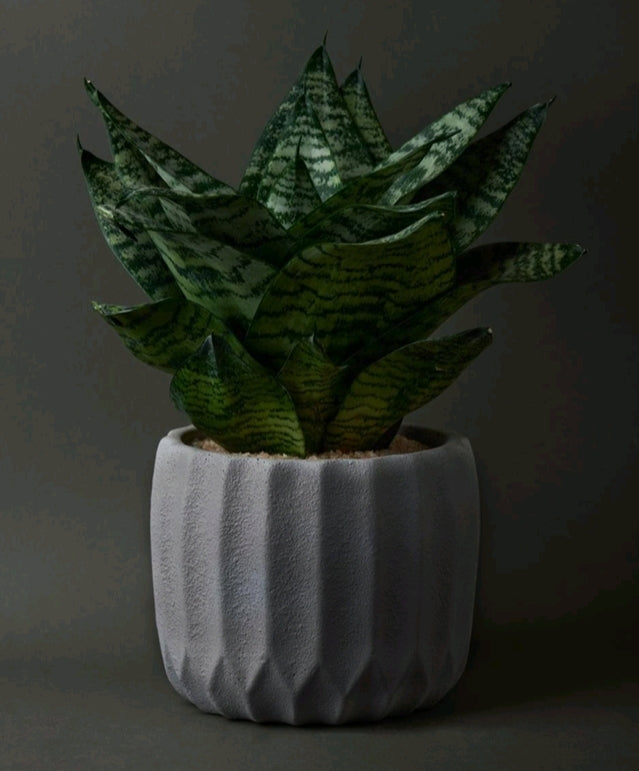 Nova Planter