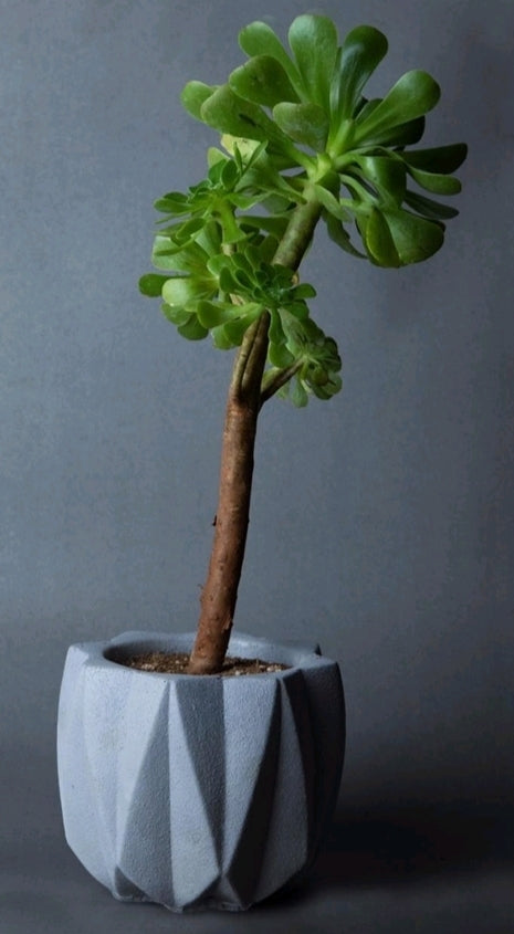 Nordic Planter